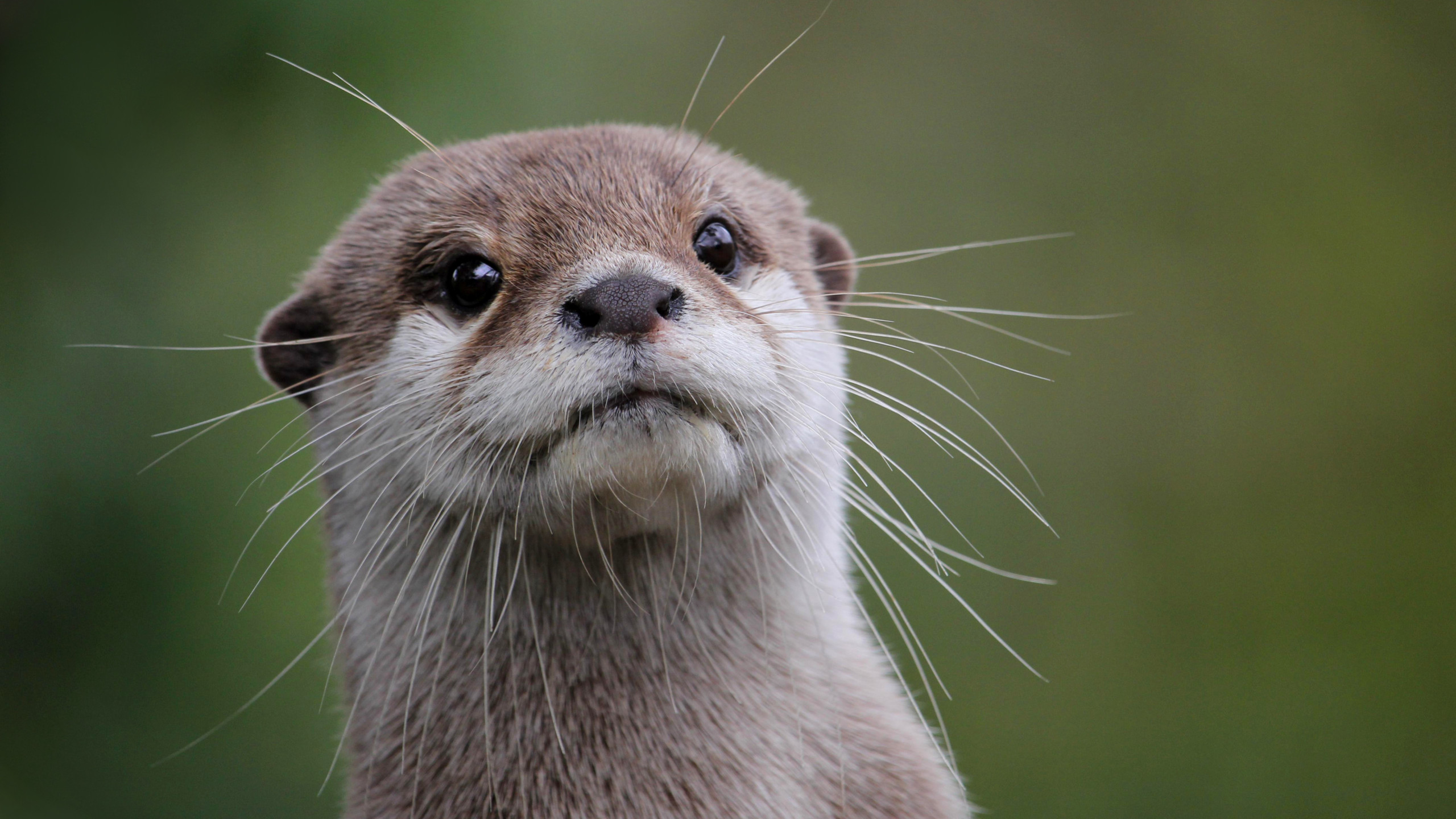 Loutre